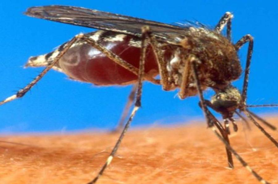 El dengue es transmitido por el mosquito Aedes aegypti, el mismo que contagia el chikunguña, el zika y la fiebre amarilla (semisquare-x3)