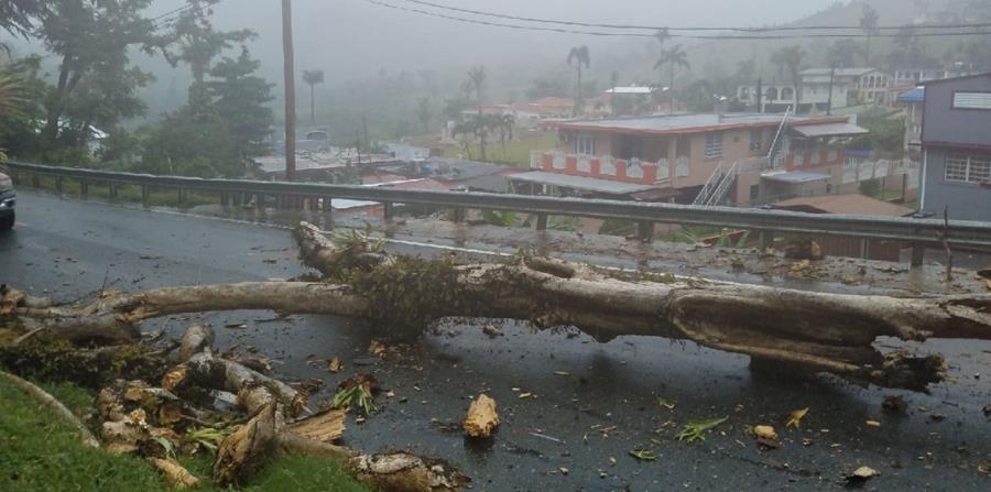 Imagen del árbol que cayó en la carretera PR-1, kilómetro 41.5, del barrio Beatriz, sector Las Abejas, en Caguas. (horizontal-x3)