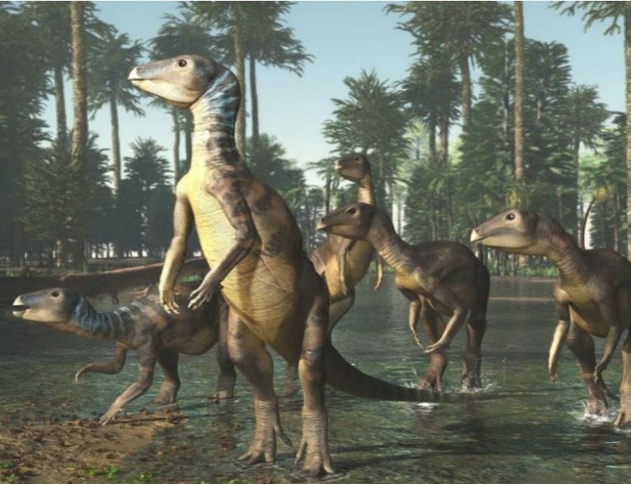 Esta nueva especie fue bautizada como Weewarrasaurus (semisquare-x3)