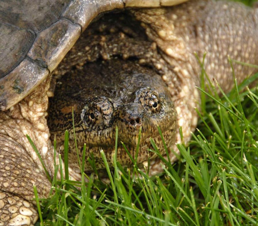 Hallan huellas de tortugas fósiles de hace más de 227 millones de años (semisquare-x3)