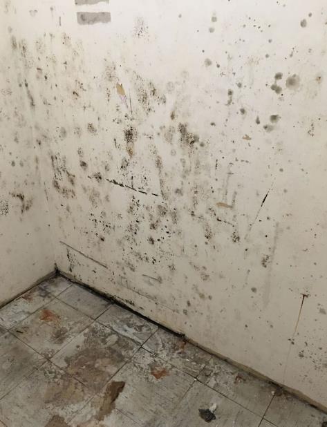 Imagen suministrada por la Asociación de Empleados Gerenciales de la Corporación del Fondo del Seguro del Estado (CFSE) en la que se observa el hongo en las paredes del antiguo edificio de la Comisión Industrial. (Suministrada) (vertical-x1)