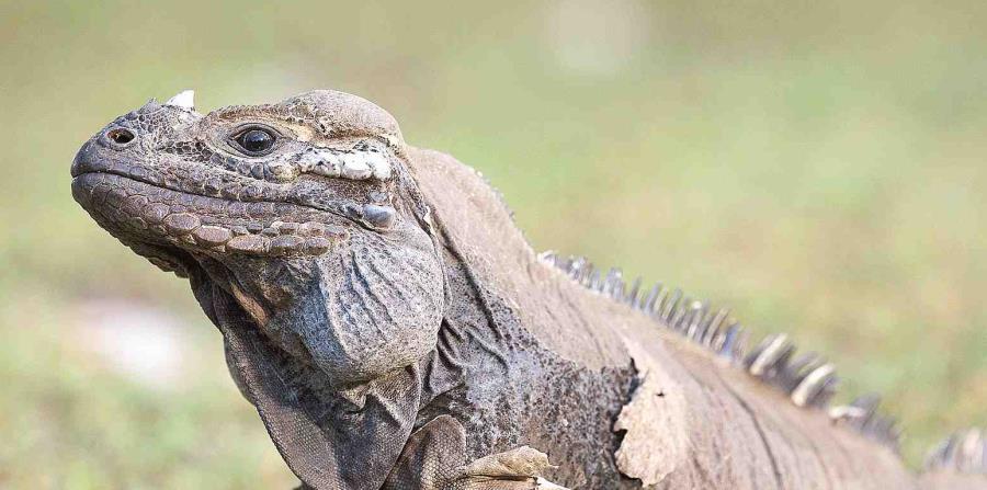 Esta especie de iguanas es nativa de Centroamérica, Suramérica y el Caribe (horizontal-x3)