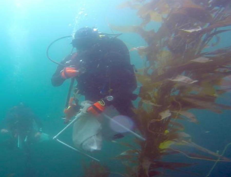 Desde el espacio hasta el mar estudian a los bosques de sargazo en el Pacífico (semisquare-x3)