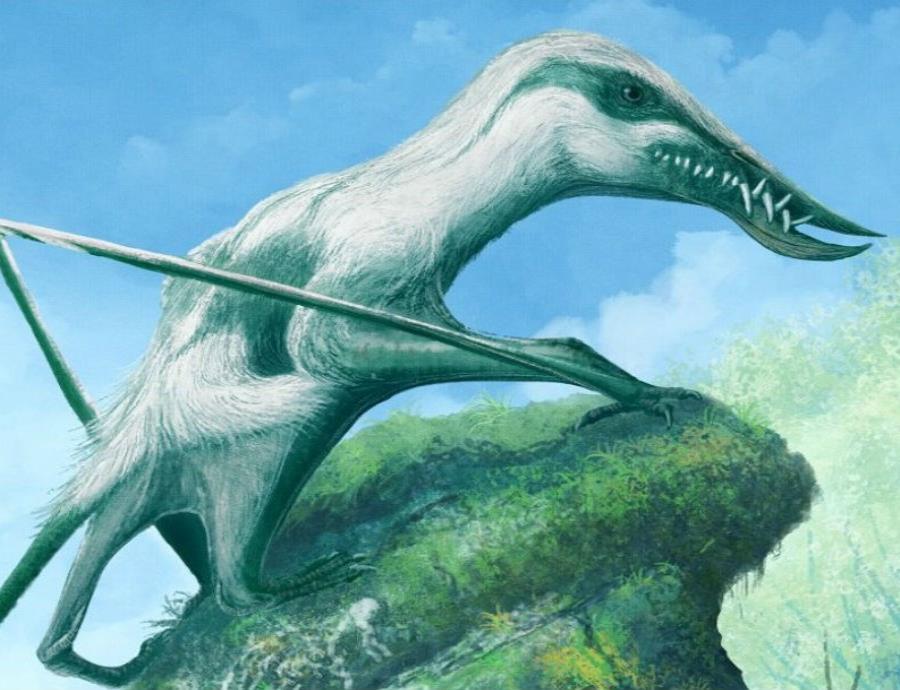 Se estima que esta especie habitó hace 167 millones de años. (semisquare-x3)