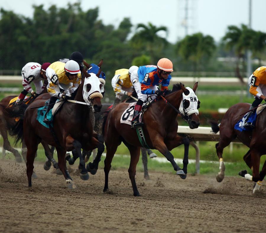Una carrera en el hipódromo Camarero, en Canóvanas. (GFR Media) (semisquare-x3)