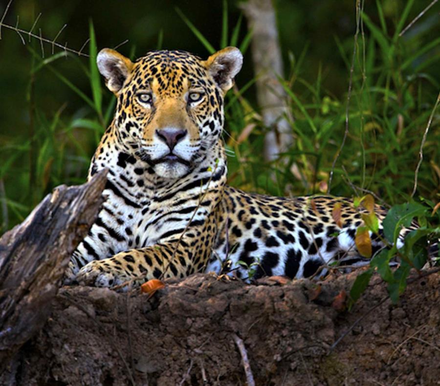 El jaguar está en peligro crítico por la reducción de su población | El