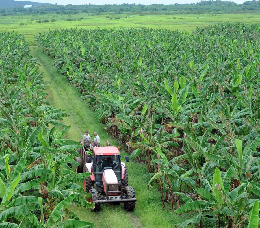 Parte de la información que se espera recoger en el censo por parte de agricultores incluye la cantidad de terreno terreno cultivado y el promedio de ingreso de la finca. (GFR Media) (semisquare-x3)
