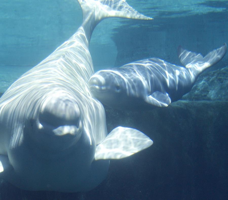 Resultado de imagen para Ballena beluga