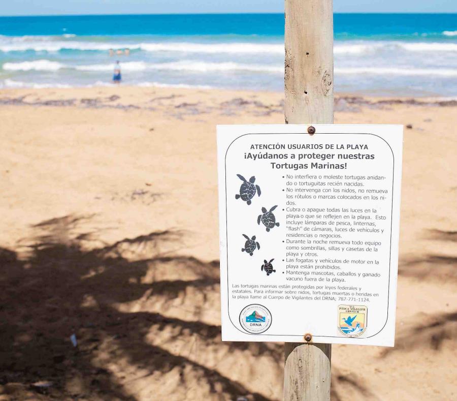 Preparan playas para anidaje de tinglares (semisquare-x3)