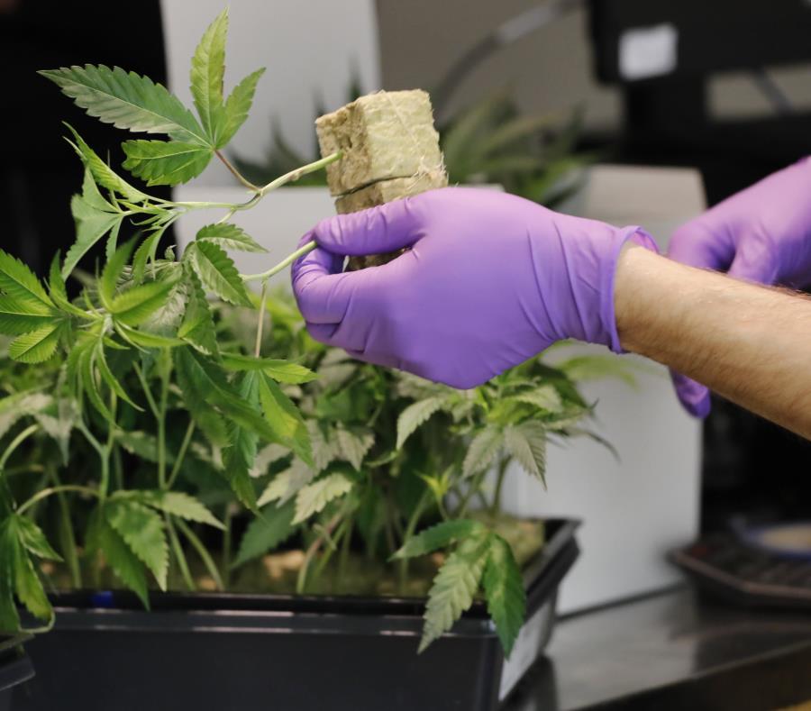 Un empleado manipula una planta de marihuana. (EFE / John G. Mabanglo) (semisquare-x3)