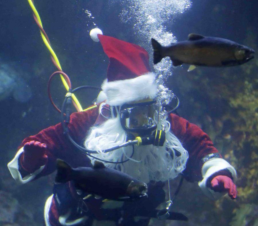 Santa Claus en el acuario. (AP) (semisquare-x3)