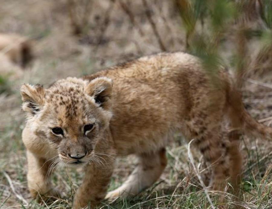Nacen en Sudáfrica los primeros leones concebidos por inseminación artificial (semisquare-x3)