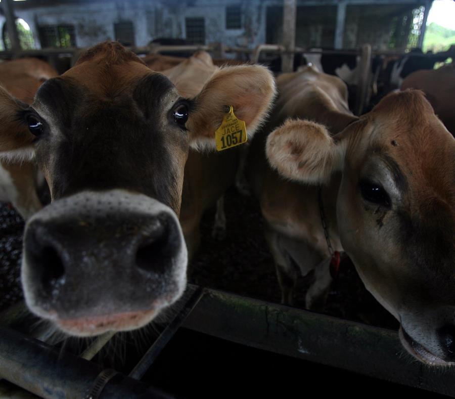 El Departamento de Agricultura de Estados Unidos asignó $12 millones en vales para la compra de alimento y forraje para el ganado. (semisquare-x3)