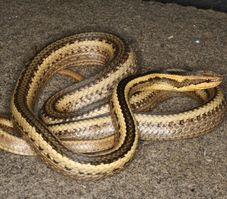 La serpiente fue nombrada como pseudalsophis thomasi. (semisquare-x3)