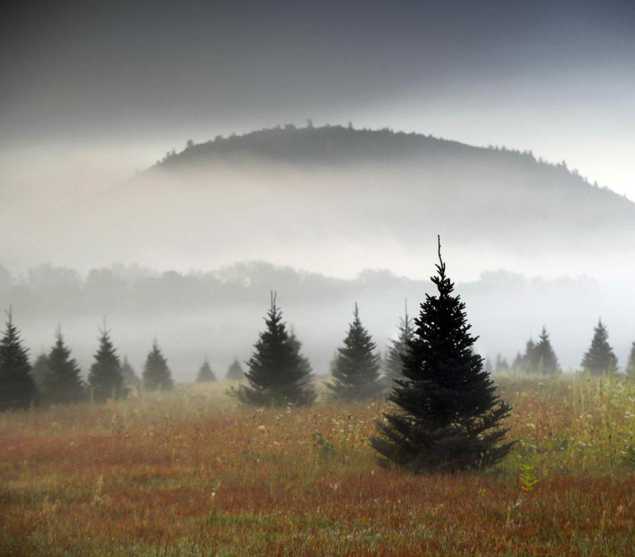 Una granja de árboles de Navidad, en Maine. Amazon planea vender árboles navideños a partir de noviembre de 2018. (AP) (semisquare-x3)