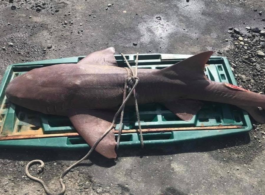 Al tiburón se le mutiló una aleta. (Imagen tomada de Facebook) (semisquare-x3)