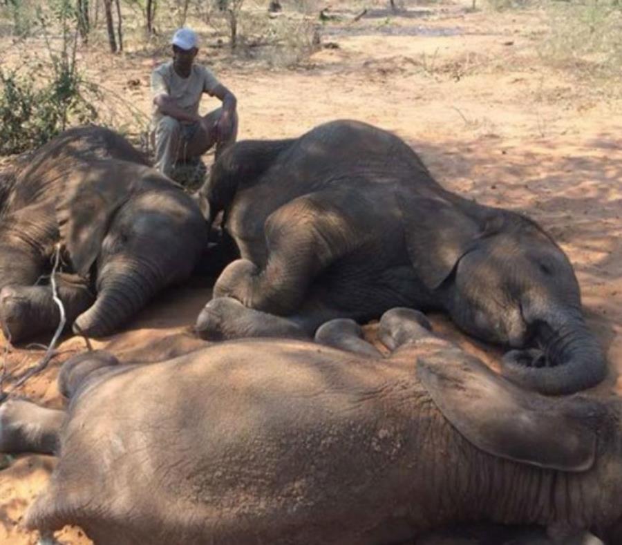 Denuncian matanza de casi 100 elefantes en Botswana (semisquare-x3)
