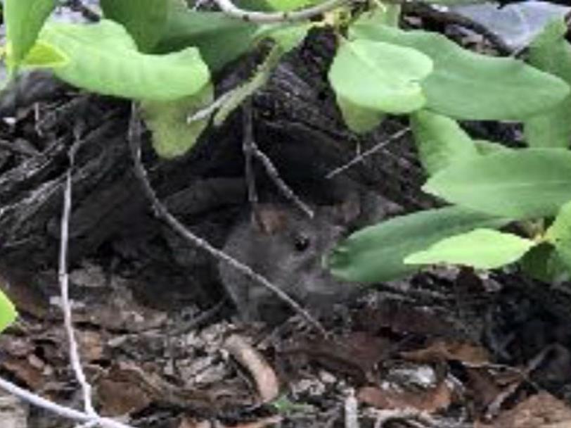 La foto, tomada por uno de los padres en el pasadía, muestra una de las ratas que infestan la Isla de Gilligan. (Suministrada) (semisquare-x3)