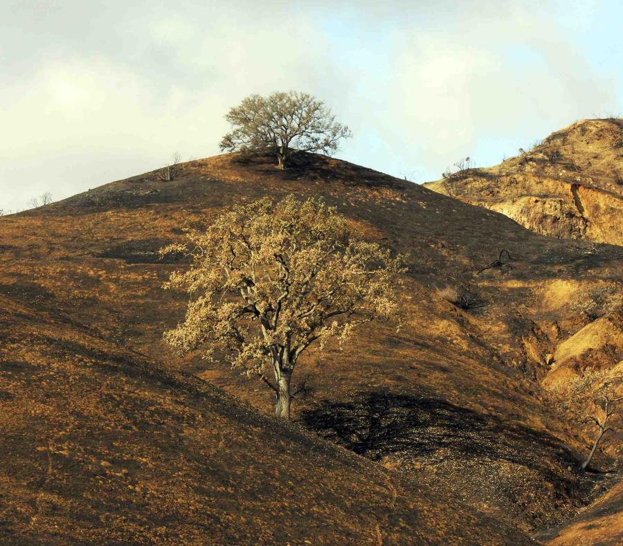 Dos robles lograron sobrevivir en una colina empapada por la lluvia y quemada tras el incendio de Woolsey en Agoura Hills, California. (AP) (semisquare-x3)