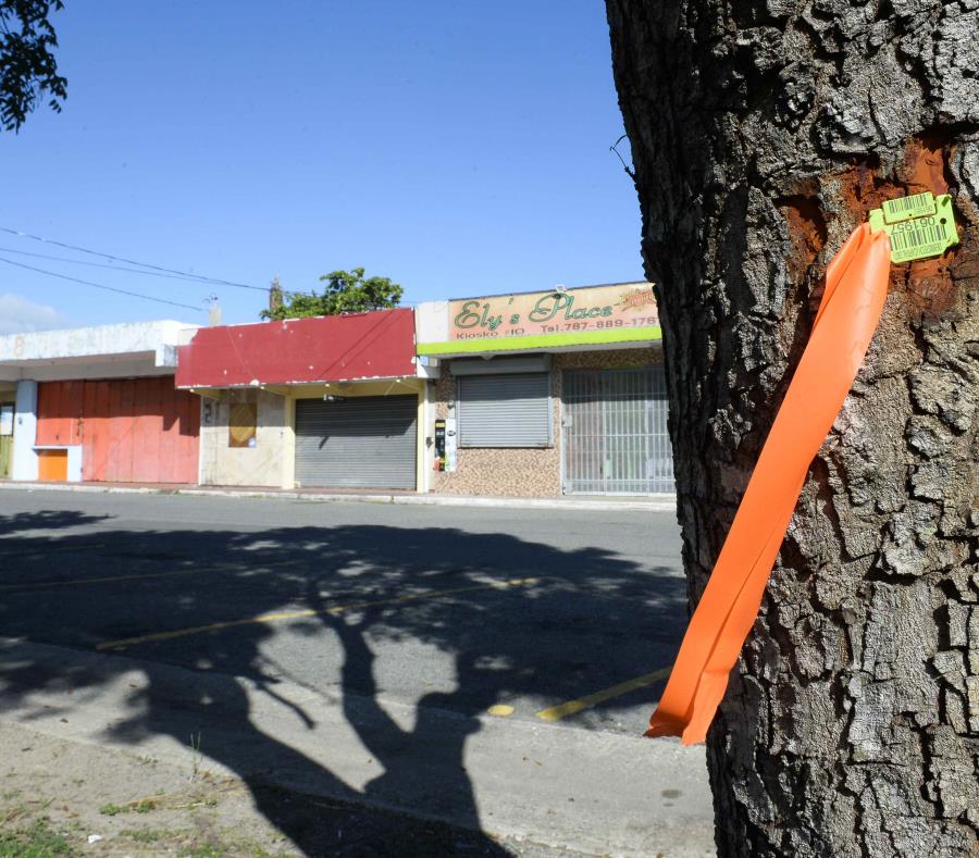 El DTOP contrató a las compañías Thompson Consulting Services y Debris Tech para identificar qué árboles cortarán. (semisquare-x3)