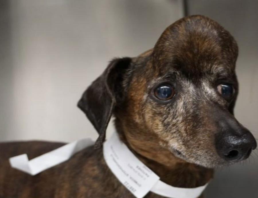 Con impresión 3D, salvan a un pequeño perro salchicha con cáncer (semisquare-x3)