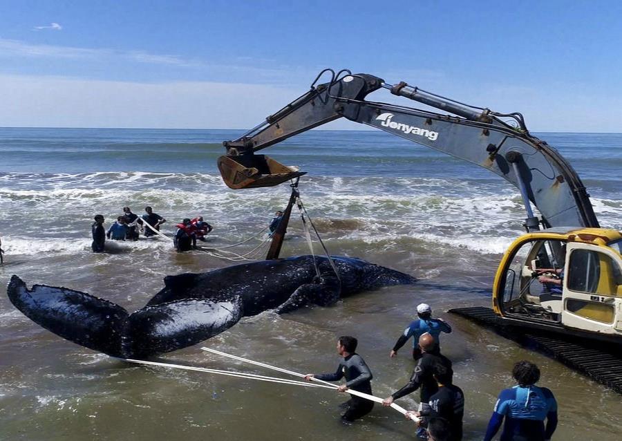 Argentina: devuelven al mar a ballena jorobada encallada (semisquare-x3)