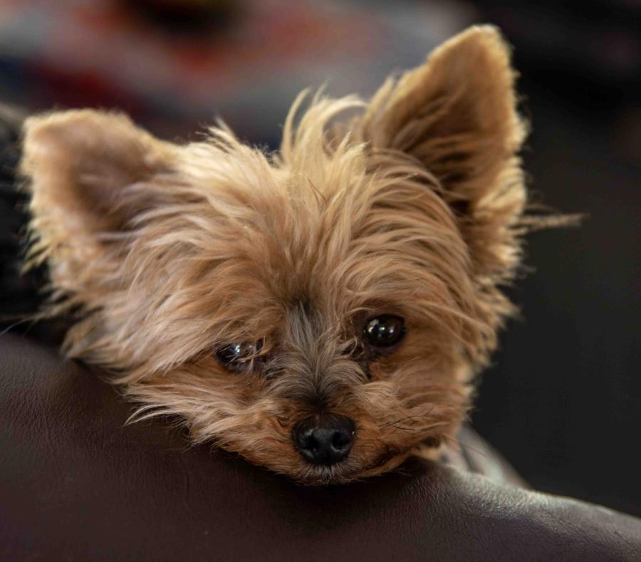 El can era un Yorkie. (semisquare-x3)