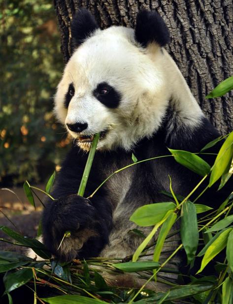 Un oso panda come un bambú. (EFE) (vertical-x1)