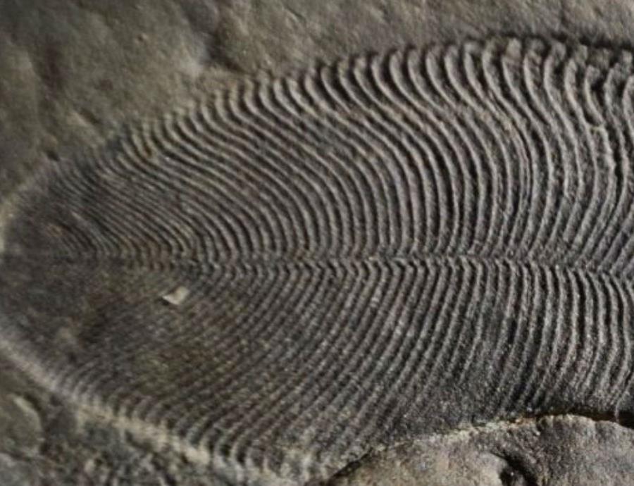 Un estudio revela cuál es el animal más antiguo de la Tierra (semisquare-x3)