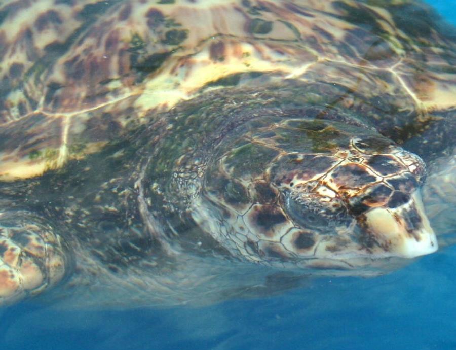 El cambio climático disminuiría la población de tortugas marinas (semisquare-x3)