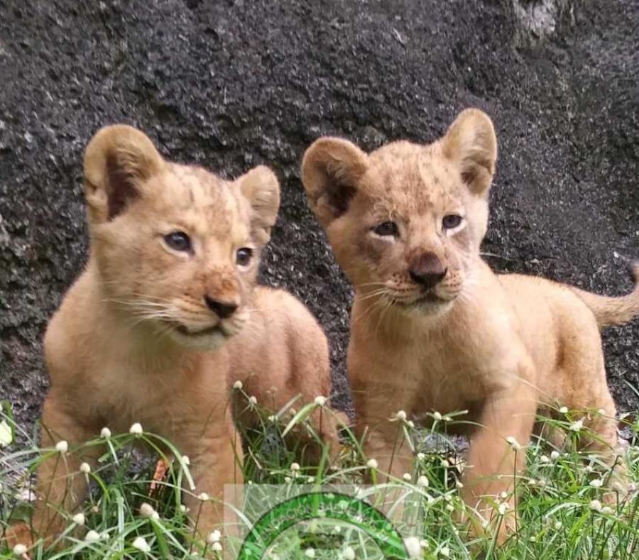Crecen saludables dos cachorros de león nacidos en el ...