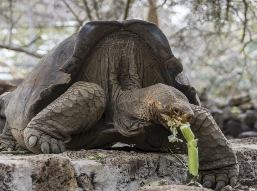 La tortuga de Floreana y otras especies halladas en el volcán Wolf, en la isla Isabela, llegaron al lugar luego de ser arrojadas por piratas para aligerar la carga de sus barcos. (semisquare-x3)