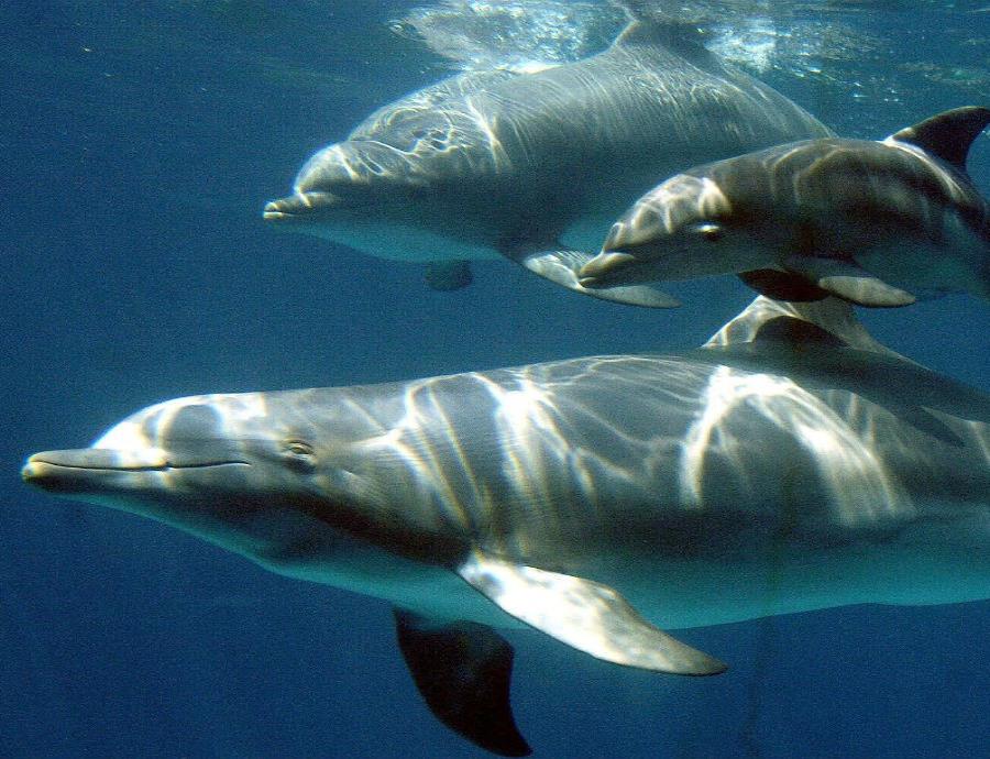 Los científicos pudieron observar una inesperada conducta en los delfines. (semisquare-x3)