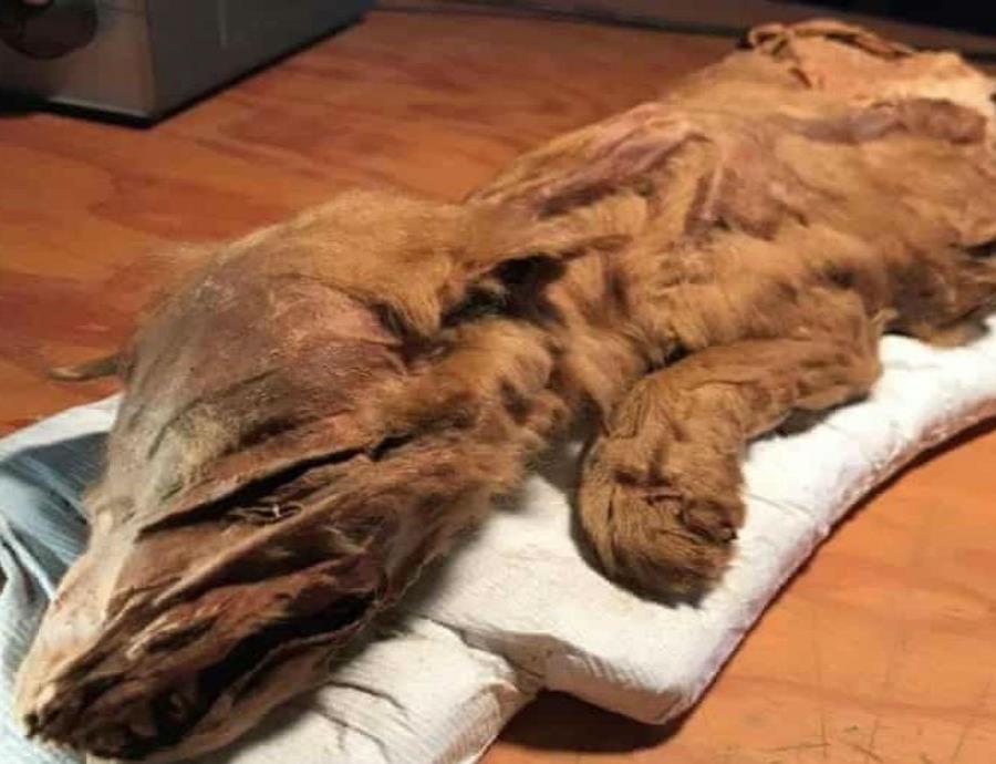 Descubren los restos de un lobo de la edad del hielo en Canadá (semisquare-x3)